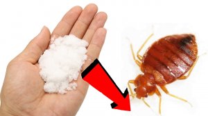 Как быстро избавиться от вшей и гнид.