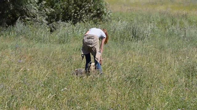 Алабайка Яра в добрые руки смотреть онлайн