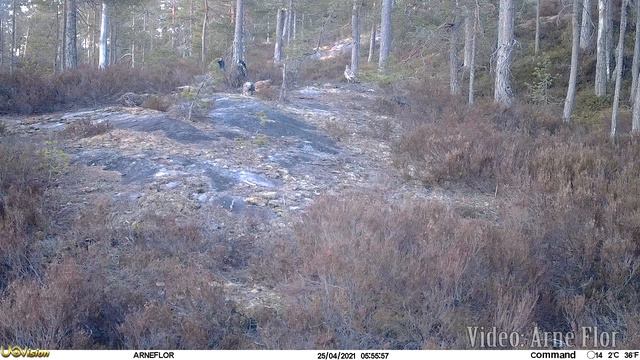 The old capercaillie is back on a new playground. смотреть онлайн