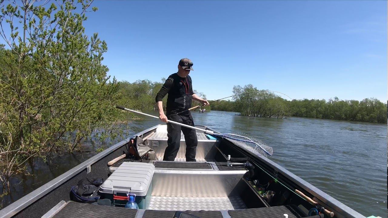 Чавыча 12.06.2020 река Большая