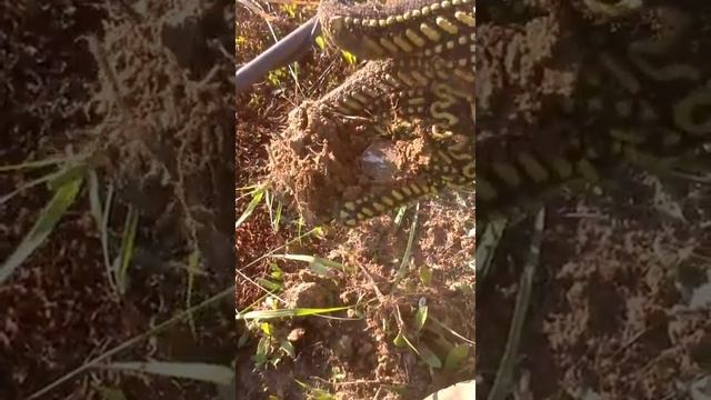 БРО! Это копаное серебро! Полтинник