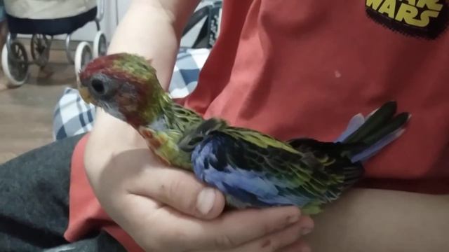 14 апреля 2022 г. Малыш растет, розелла, попугай смотреть онлайн