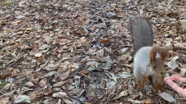 Белки с большими ушами | Squirrels with big ears смотреть онлайн