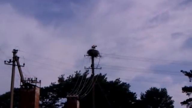 Аисты смотреть онлайн