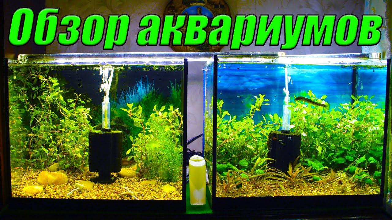 Обзор аквариумов 4К. Итоги месяца (Сентябрь 2021) смотреть онлайн