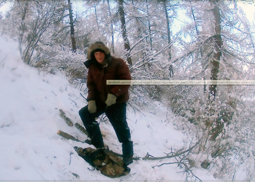 Пилим дровишки ручной карманной пилой в зимнем лесу. смотреть онлайн