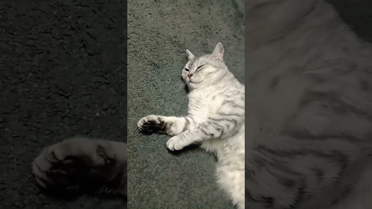 У меня есть камеры на тебе! ✨ #shorts смотреть онлайн