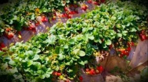Клубника сорта элиане особенности посадки и выращивания высокоурожайной ягоды
