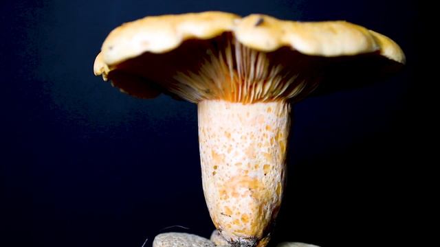 Lactarius salmonicolor смотреть онлайн