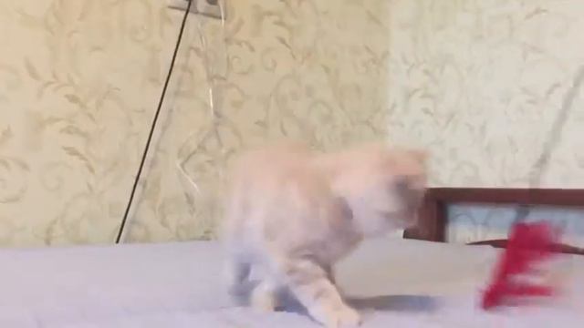 Кремовый экзот смотреть онлайн