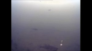 Подводная съемка ротан на блесну. Тест подводной камеры для рыбалки SHELMAN FC-4 DVR .