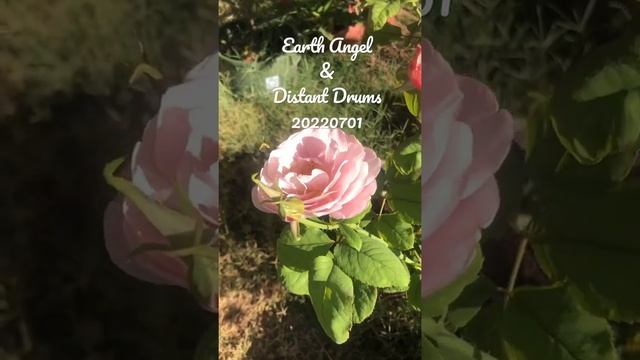 ??Earth Angel & Distant Drums 20220701 ?Route 66 号公路 #玫瑰花园 #RoseGarden #Rosarian #100rosesinarku смотреть онлайн