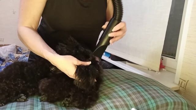 сушка пуделя компрессором феном. Обучение грумингу смотреть онлайн