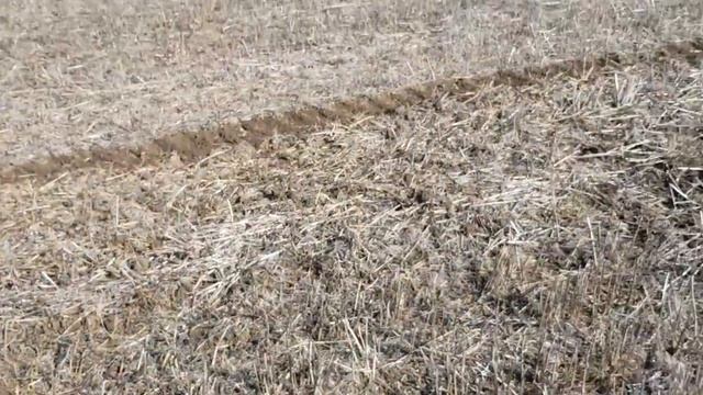 Выращивание фацелии. No-till 07.03.2020. Посев фацелии смотреть онлайн