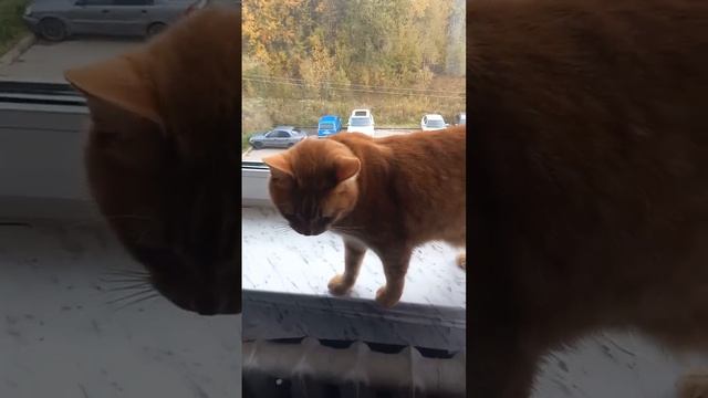 Кот Рыжик около окна, животные