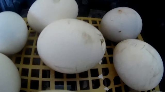 Инкубация мускусных уток. Первый проклев яиц. Часть 2. смотреть онлайн