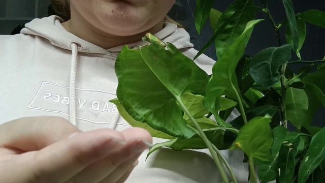 КАК ПРАВИЛЬНО ОСМОТРЕТЬ РАСТЕНИЯ НА ВРЕДИТЕЛЕЙ? ПРИЗНАКИ ВРЕДИТЕЛЕЙ смотреть онлайн