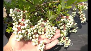 Ягод Голубики Будет Много Если Сделать Это! Проверенный Способ! Чем подкормить голубику?