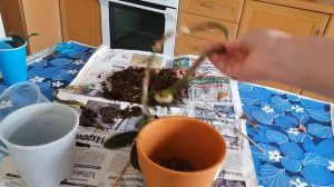 Орхидея Лудизия. Посадка.