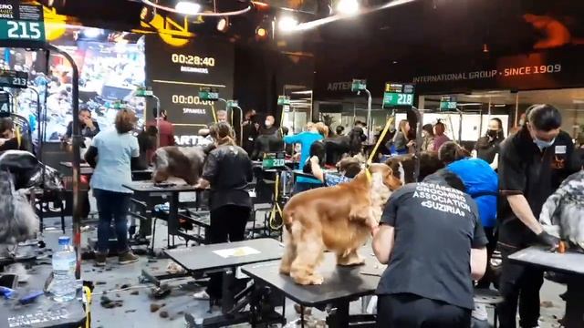 Барселона Груминг Artero Grooming Slam 2021 смотреть онлайн