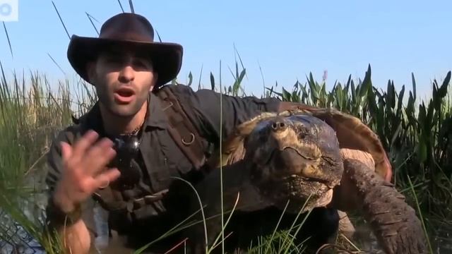 Укус грифовой черепахи. Огромная черепаха. Brave Wilderness на русском смотреть онлайн