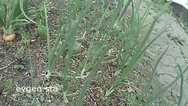 Как вырастить лук Чернушка, овсюшка, севок смотреть онлайн