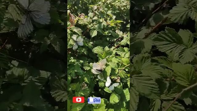 Лето. Дача. Бабочки летают бабочки. смотреть онлайн