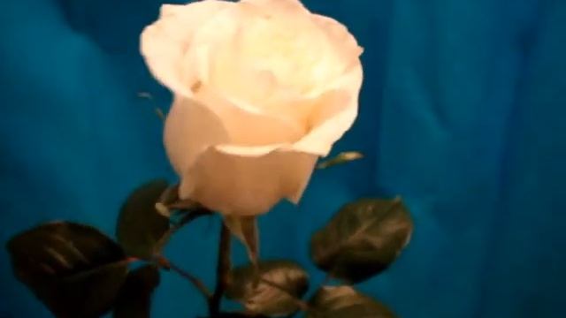 Живые цветы светящиеся в темноте.wmv смотреть онлайн