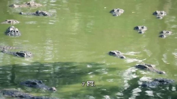 7 of the World's Toughest Animals