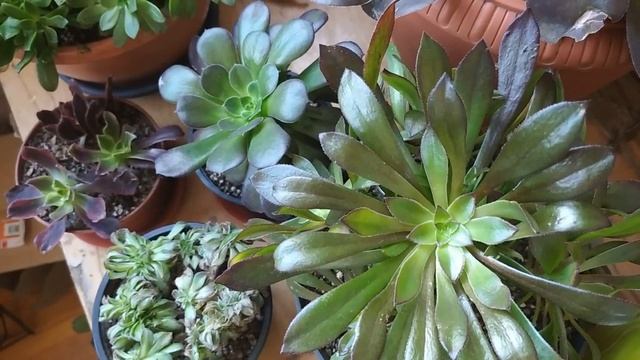 Как поливать эониумы зимой. Уход в домашних условиях смотреть онлайн