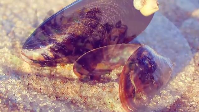 МИДИИ - ПОЛЬЗА И ВРЕД | мидии польза для женщин, мидии польза мужчин, мидии польза калории, смотреть онлайн