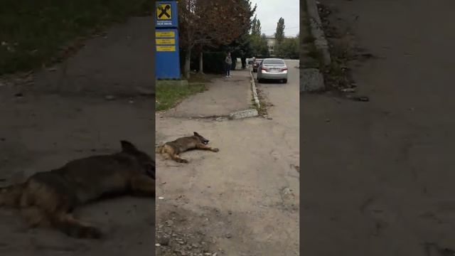 ЧЕМ БОЛЬШЕ УЗНАЮ ЛЮДЕЙ ТЕМ БОЛЬШЕ ЛЮБЛЮ СОБАК. ЛЮДИ ЭТО ТВАРИ. смотреть онлайн