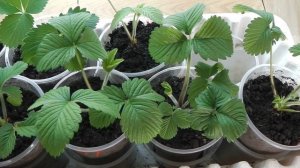 КЛУБНИКА   ФРИГО ПОСАЖЕННАЯ В СТАКАНЧИКИ , ПОЧЕМУ  ВЯНЕТ И СОХНЕТ,  ОТВЕЧАЮ НА ВОПРОСЫ  ПОДПИСЧИКОВ