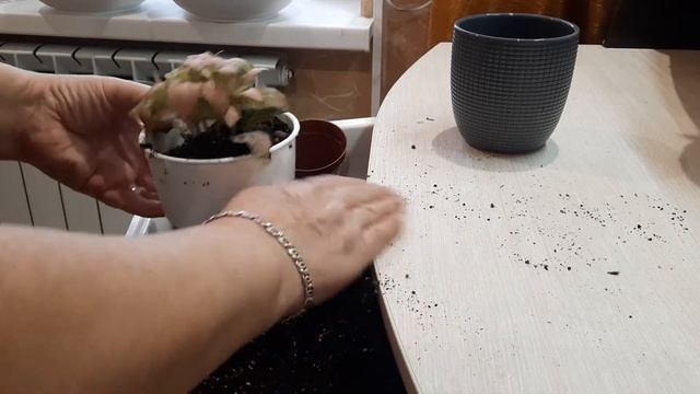 19 декабря 2020 г .Растения из ЛЕРУА МЕРЛЕН. Плющ и красотки фиттонии. Пересадка. смотреть онлайн