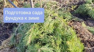 Подготовка сада фундука к зиме