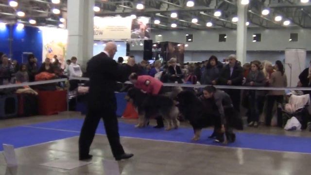 Golden colar 2013 /золотой ошейник 2013 тибетские мастифы смотреть онлайн