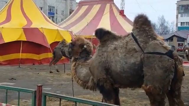 Близко не подходить! Верблюды в Ванино смотреть онлайн