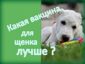 Вакцинация щенков. часть 3