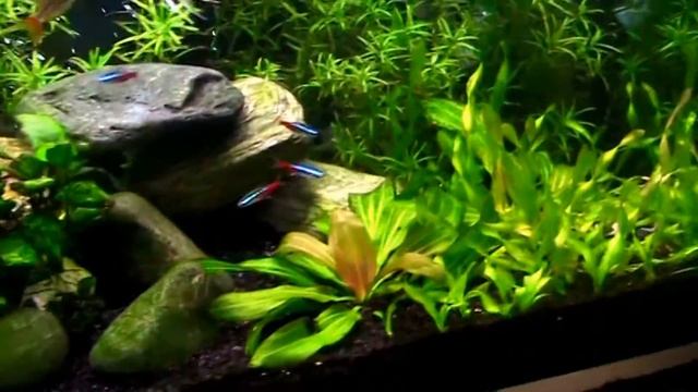 Freshwater or Tropical Planted Community Fish Tank - NO CO2 смотреть онлайн