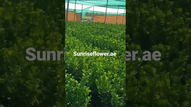 Ficus panda Stock ready for Delivery in UAE. #outdoorplants смотреть онлайн