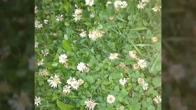 Слайд шоу #1| красивые фотографии | лето | смотреть онлайн