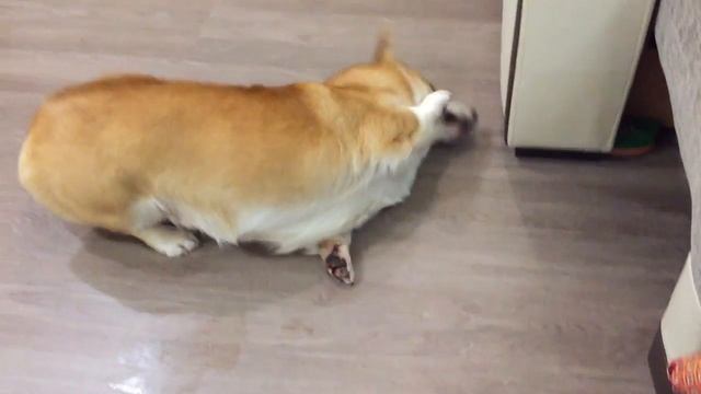 ВЕЛЬШ КОРГИ ПЕМБРОК - собака и пластырь  PEMBROKE WELSH CORGI