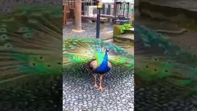 Beautiful Peacocks смотреть онлайн