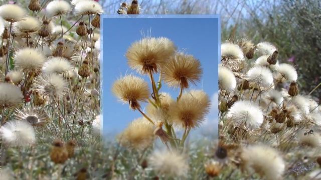 Краски испанского лета смотреть онлайн