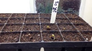 ? #1 Как вырастить рассаду ранней капусты в домашних условиях | Посев. Всходы. Подкормка.