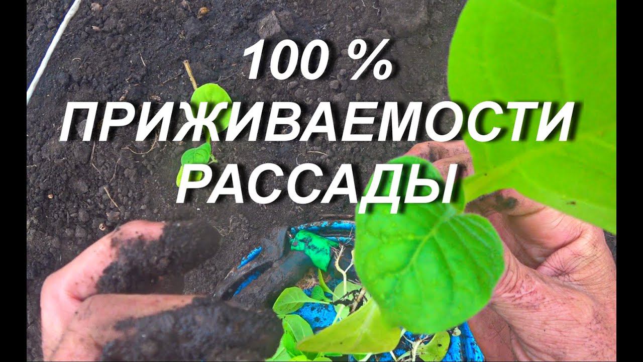 100 % ПРИЖИВАЕМОСТИ РАССАДЫ В ОТКРЫТОМ ГРУНТЕ смотреть онлайн
