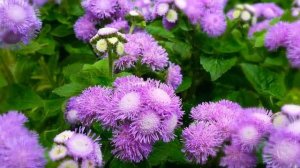 Как Выращивать Агератум из Семян в Домашних Условиях