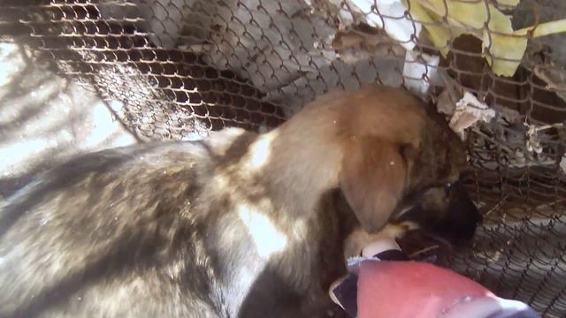 Щенки дворняшки смотреть онлайн