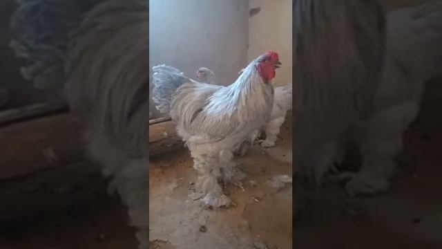 Лаванда брама. смотреть онлайн