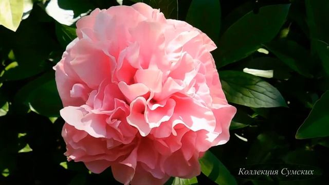 Пион Carnation Bouquet (Карнейшен Букет)